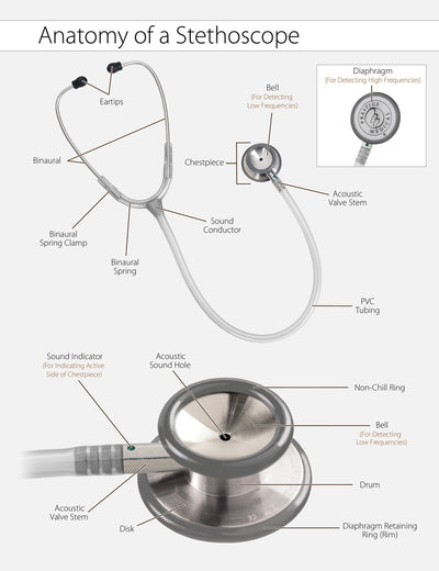 Stethoscope Anatomy
